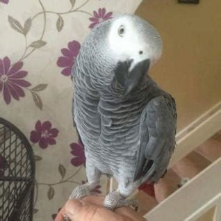 Banuelos posted about the bird on NextDoor, Craigslist, 911ParrotAlert . . Craigslist parrot